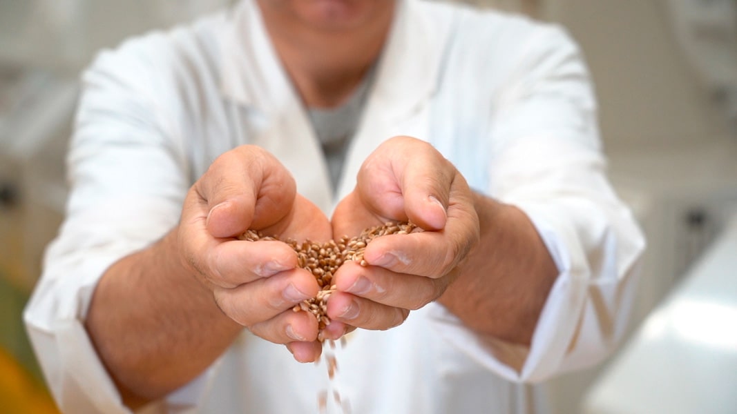 mani-grano-molino-dallagiovanna grano, molino dallagiovanna