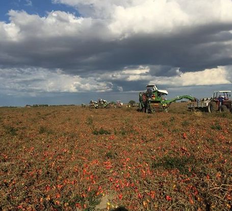 campo pomodori, rossogargano