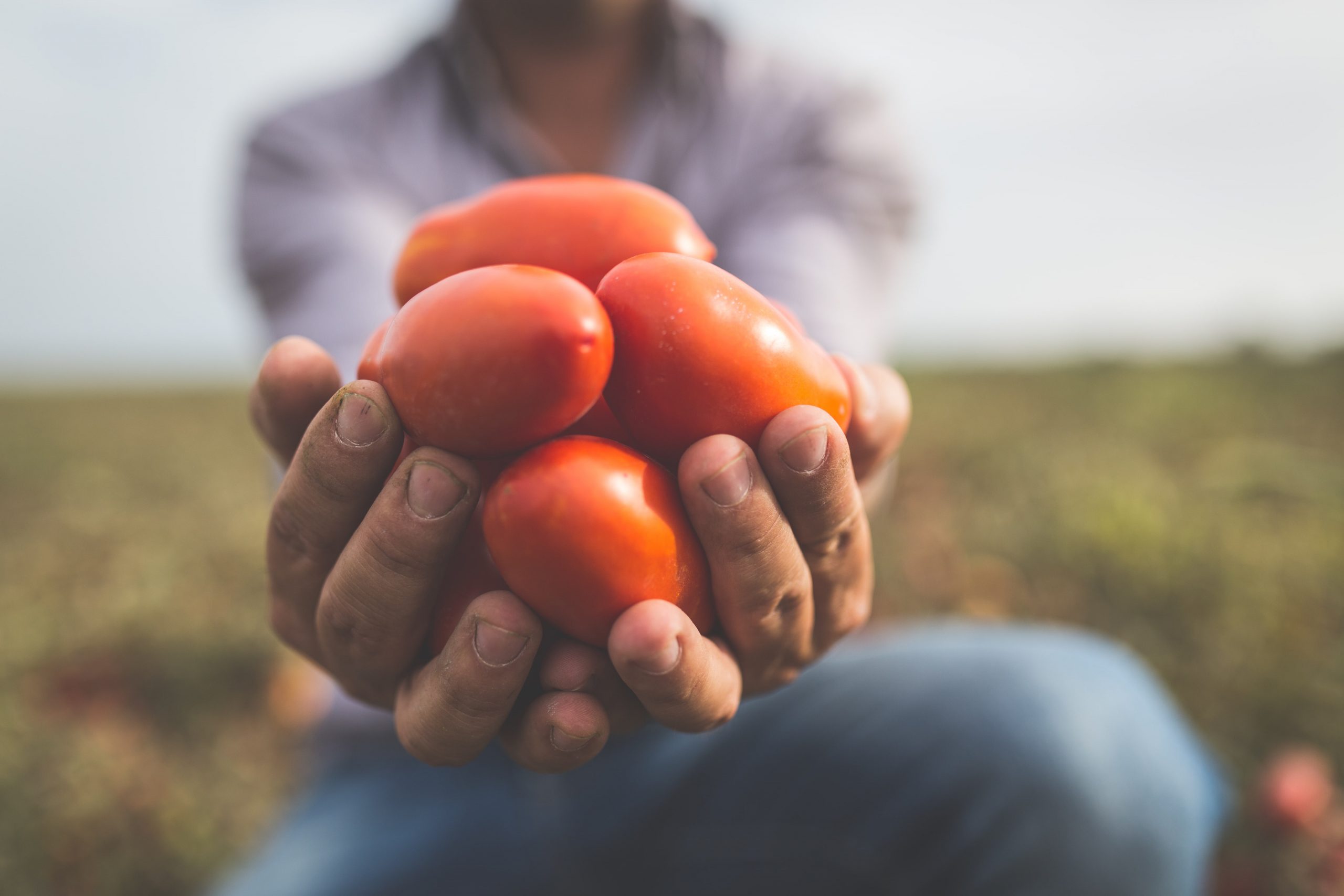 mano-rosso-gargano pomodori rosso gargano