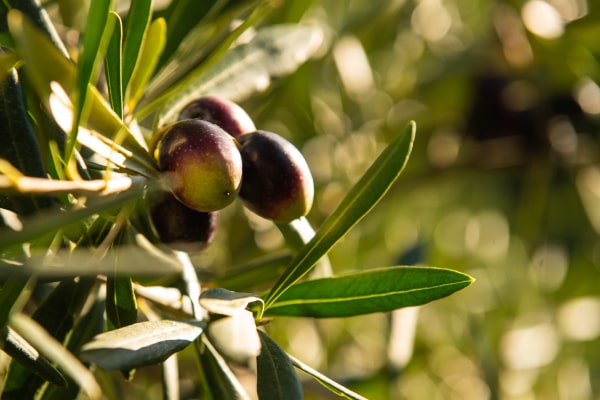 agricola-borduito-olive agricola borduito olive