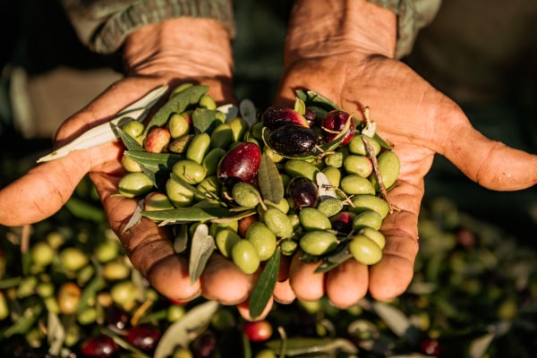 agricola borduito raccolta olive