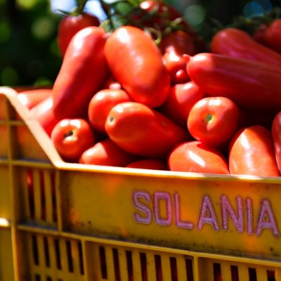 Solania-Italy-Export Solania raccolta