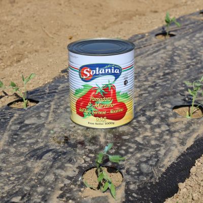 Solania-Pomodoro-San-Marzano-Italy-Export Solania San Marzano