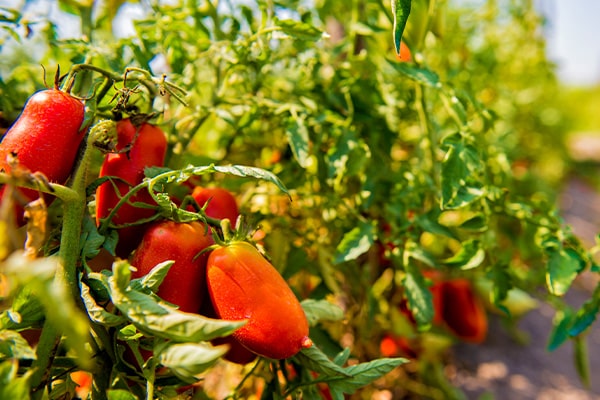 Solania Piantagioni Pomodoro San Marzano