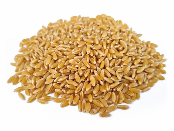 Versa Macinazioni chicco di frumento